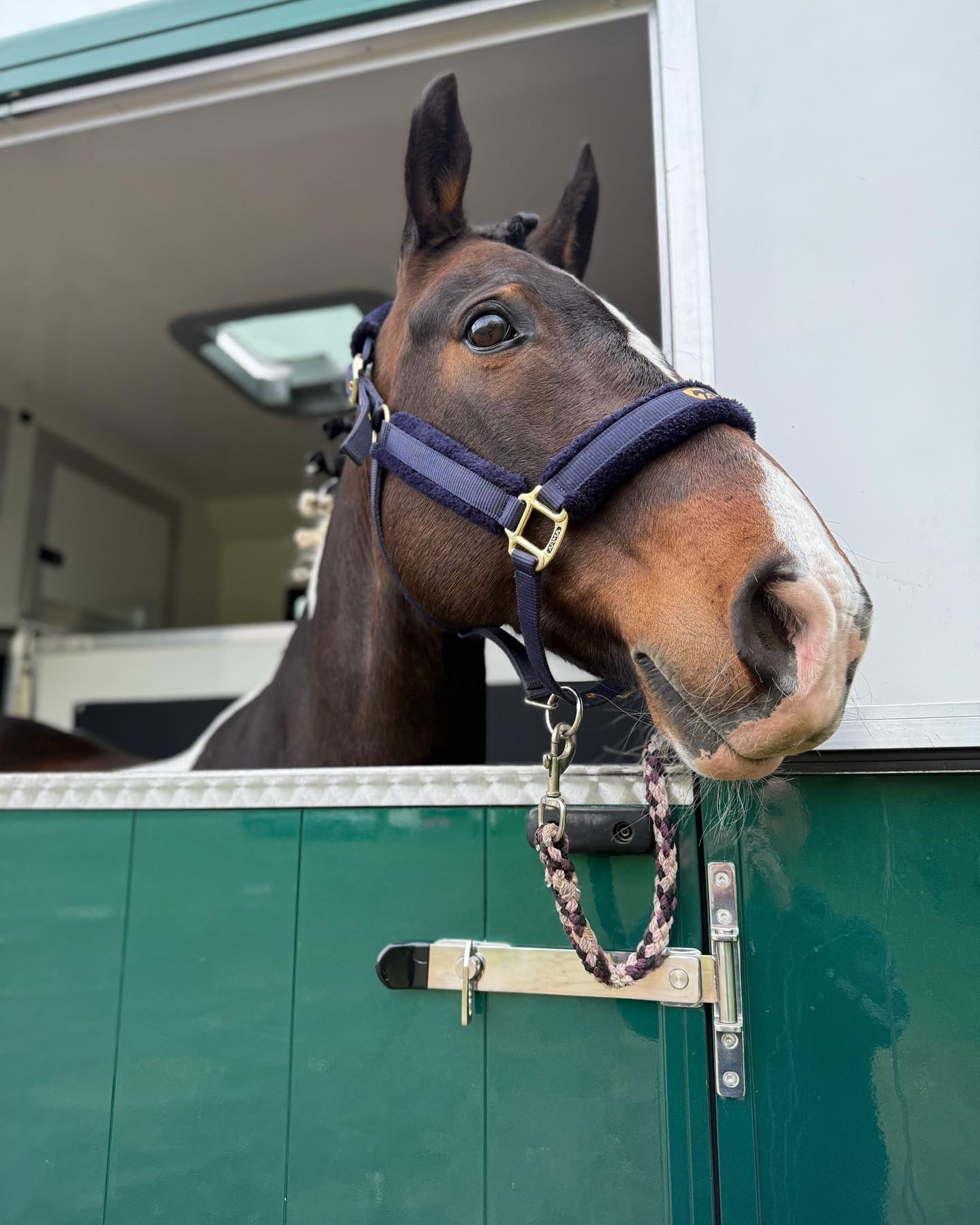 491437423_17963950949876780_1517998347423690306_n Horse head sticking out of horsebox