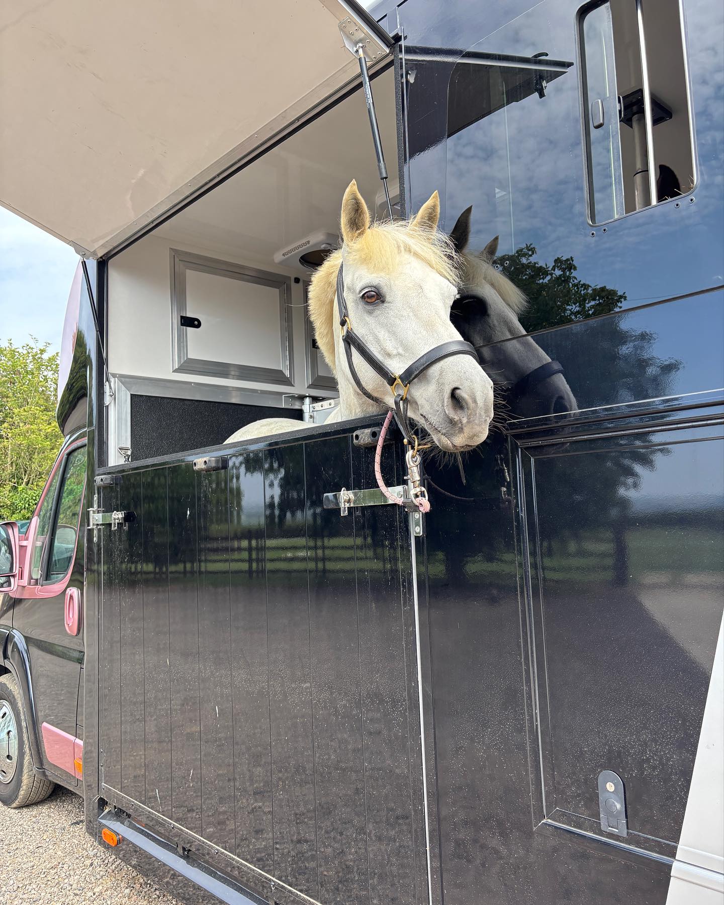 524930790_17974504133876780_7834156329598437970_n White horse sticking head of of horse box