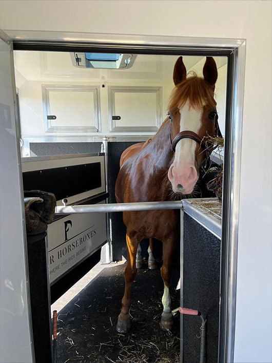 Horse standing in a Piper Horseboxes Ltd horsebox in Lancashire. Perfect for horse shows and travel.